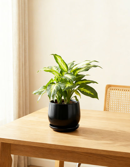 Diffenbachia Table Top
