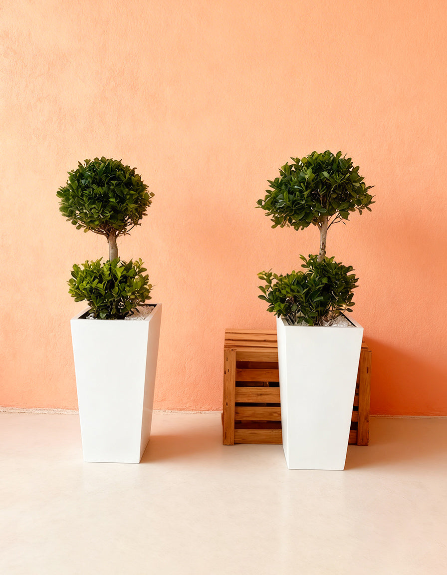 Double Head Ficus Each - Custom Made Pots