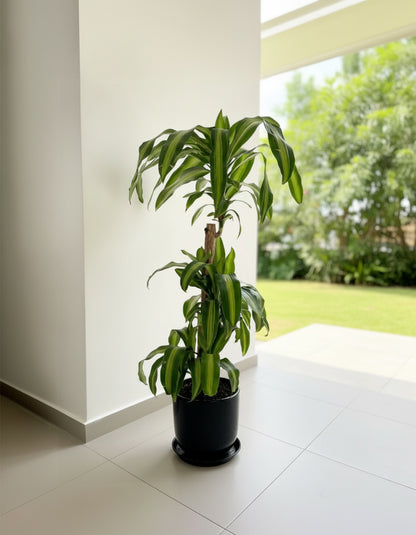 Dracena - 3 Step Holland