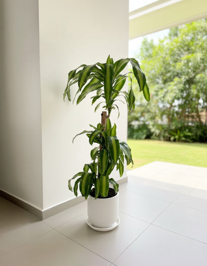 Dracena - 3 Step Holland