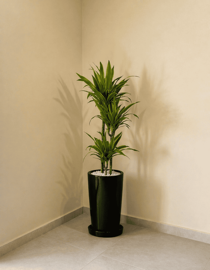 Dracena - Lemon Lime