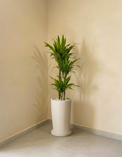 Dracena - Lemon Lime
