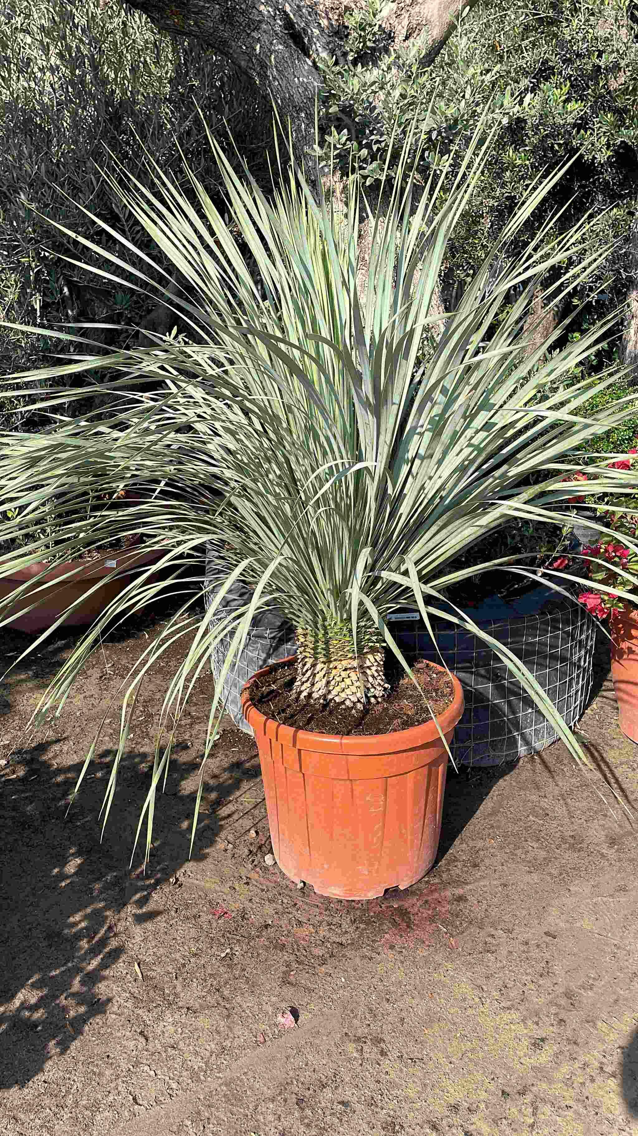 Giant yucca tree