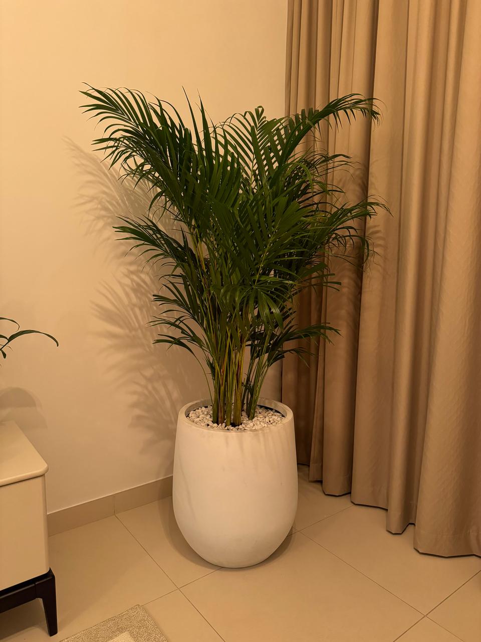 Areca Palm - Fiber Pot