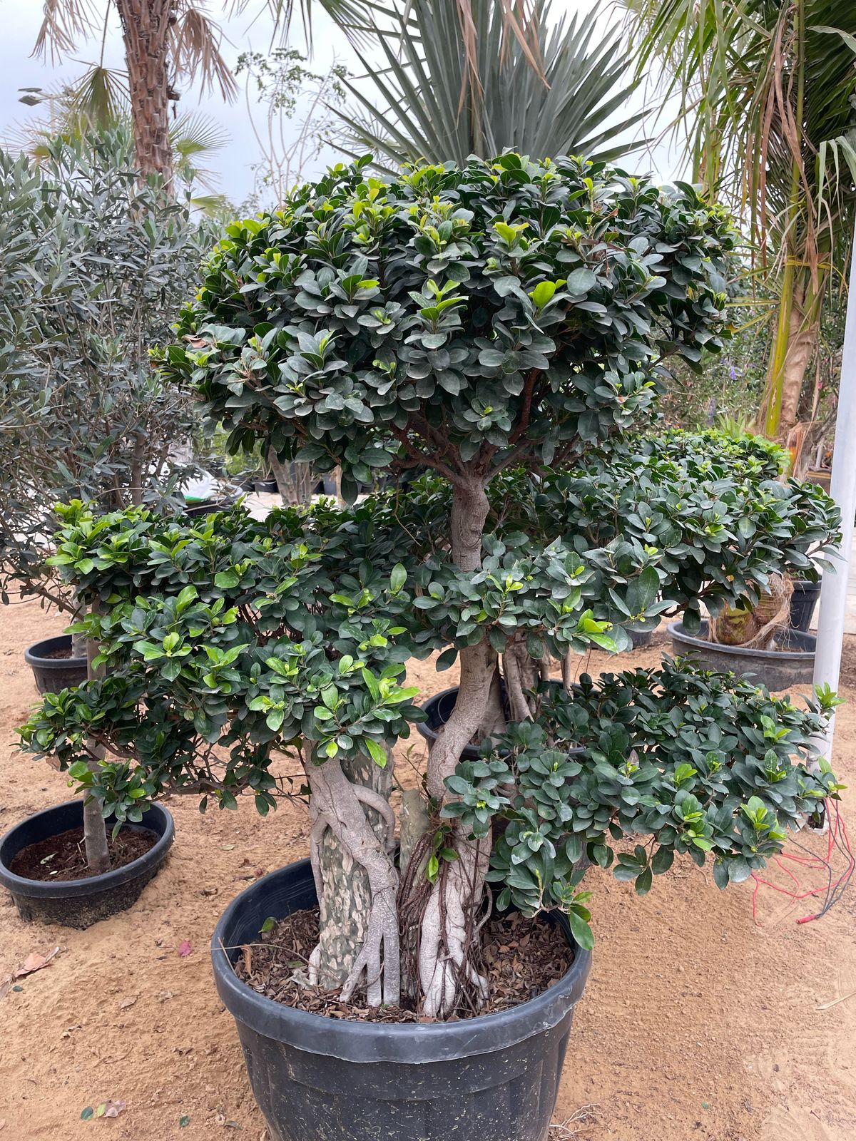 Stone Bonsai