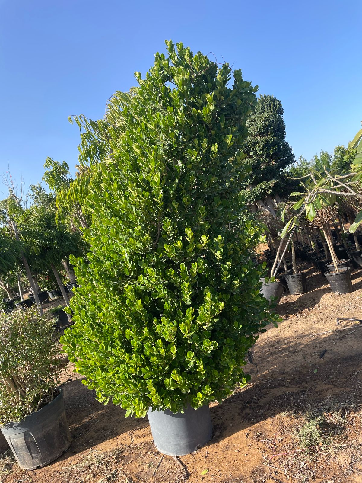 Bushy Cone Ficus