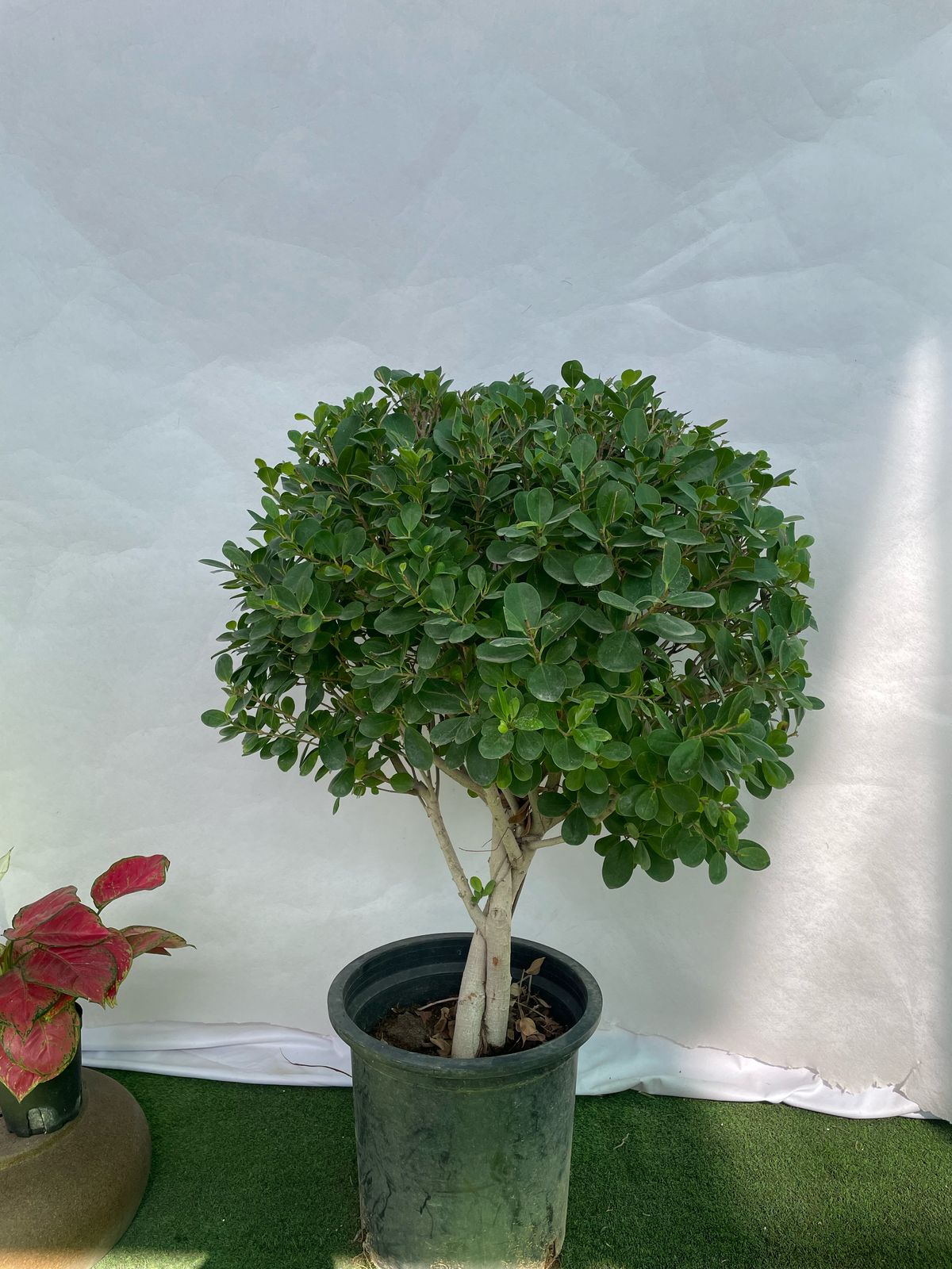 One head Ficus