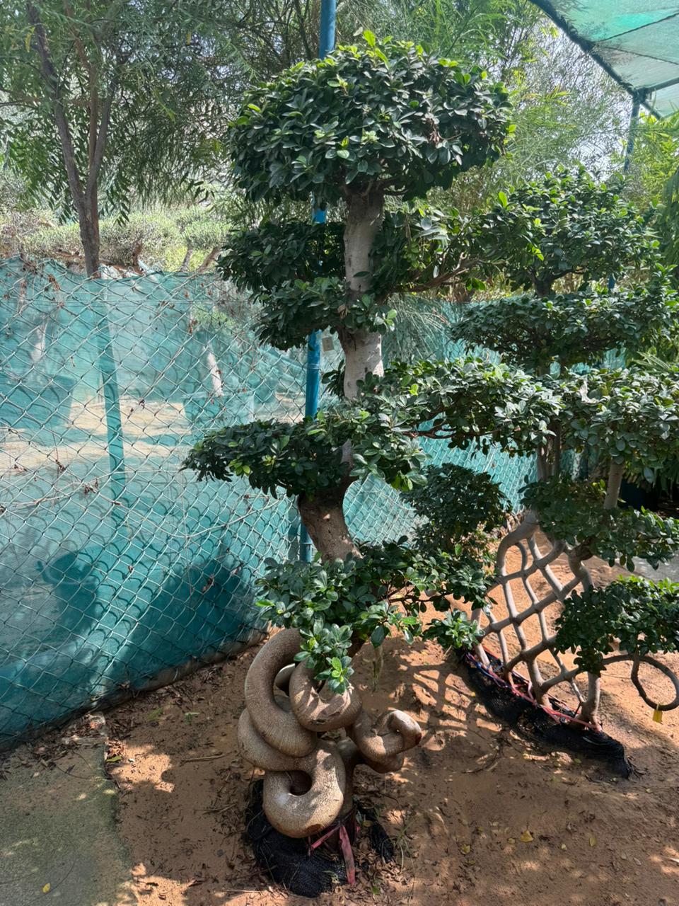 Giant Bonsai Tree - Special Trunk