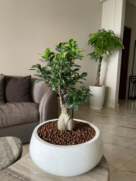 Bonsai Table Top