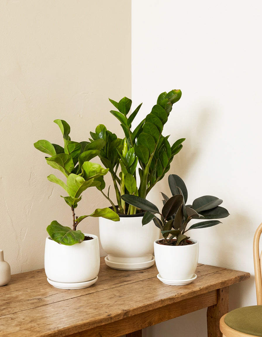 Easy Care - Air Purifiers  - Bundle of 3