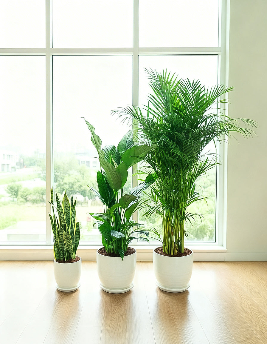 Easy Care 3 Plants Bundle - Short Ceramic Pots