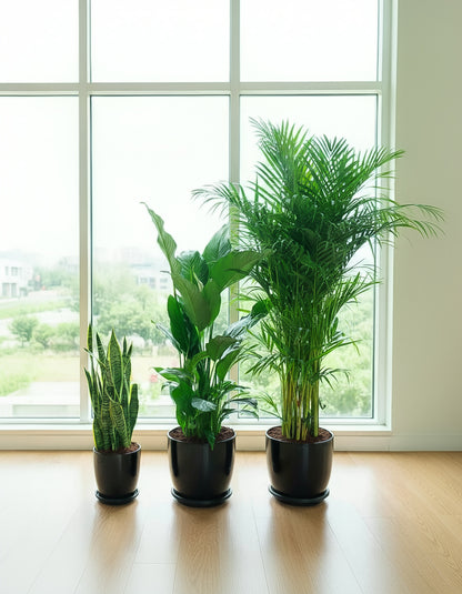 Easy Care 3 Plants Bundle - Short Ceramic Pots