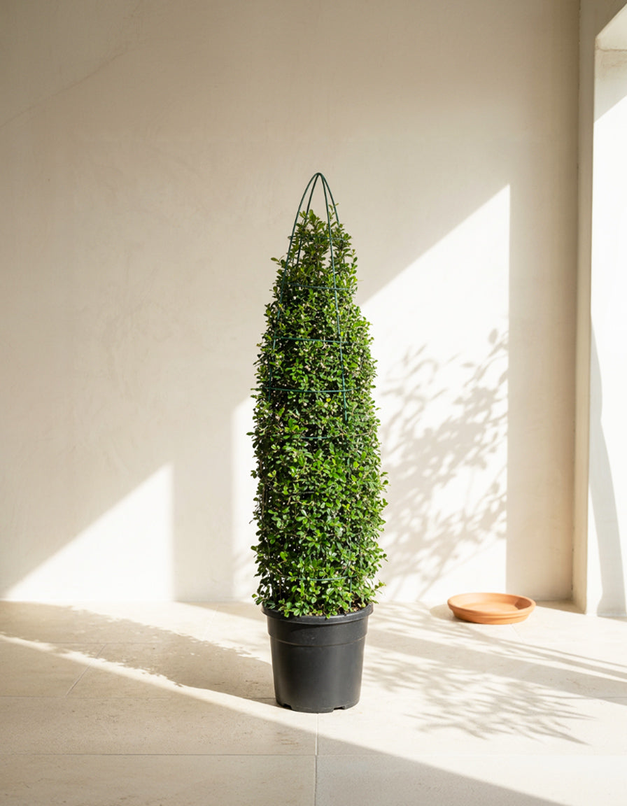 Erithea Hedge Cone - Nursery Pot