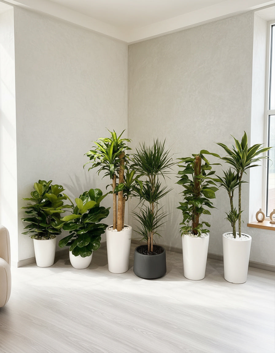 Exotic Indoor Plants - Home/Office