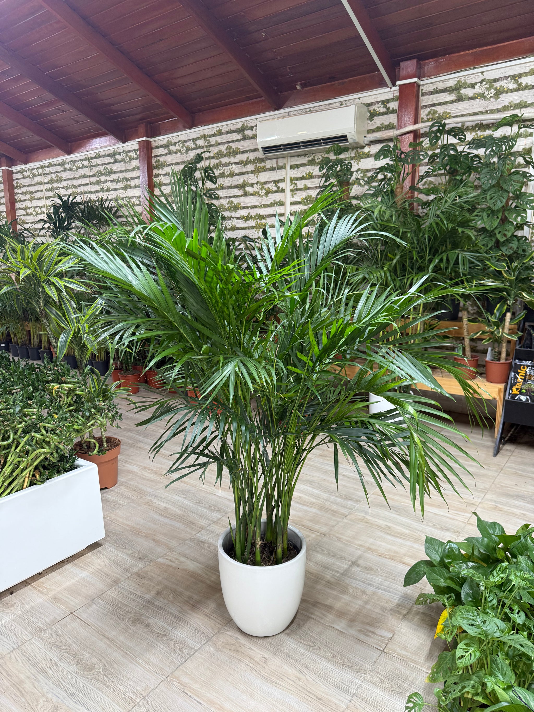 Kentia Palm - Potted