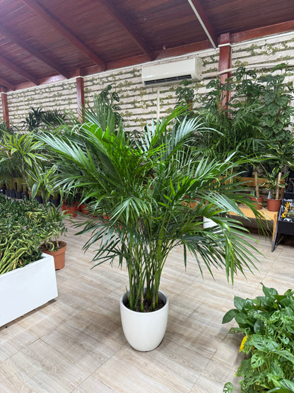 Kentia Palm - Potted