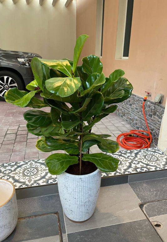 Fiddle Plant - Marble Long Pot