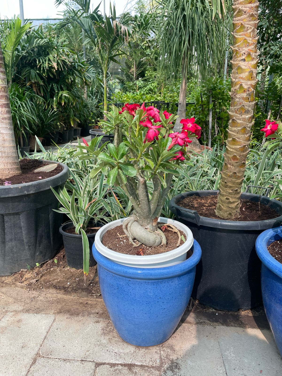 Desert Rose - Teracotta Pot
