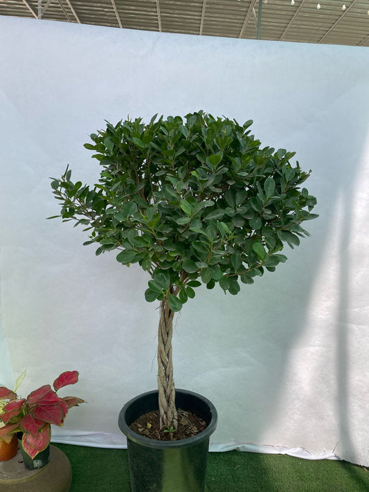 One Head Braided Ficus
