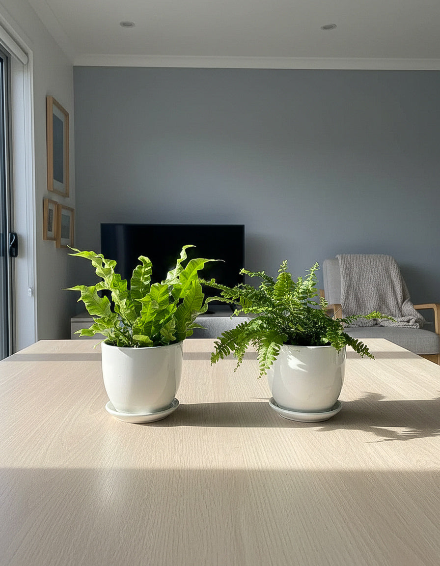 Ferns Bundle of Two - Ceramic Pot