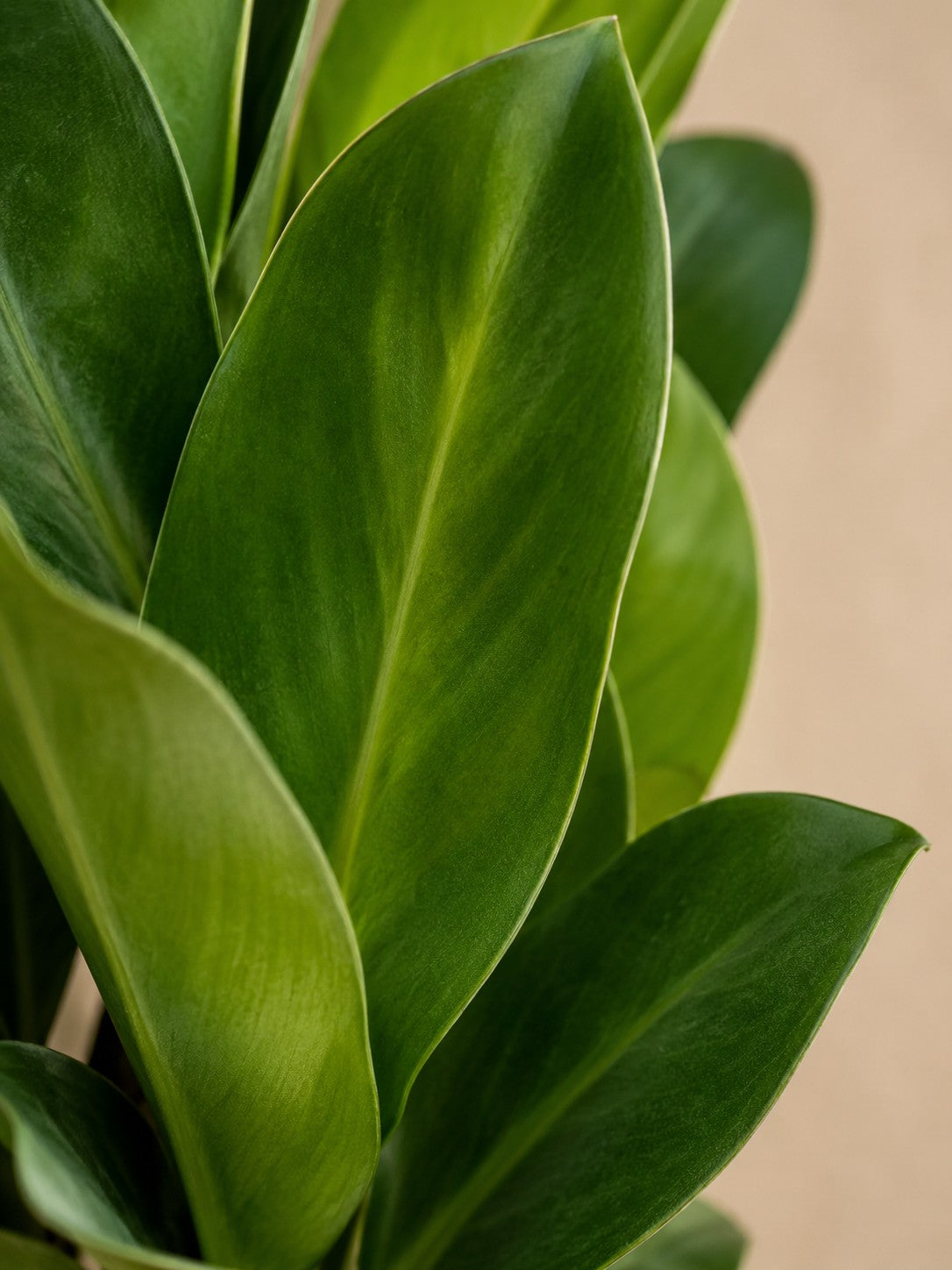 Ficus Cone