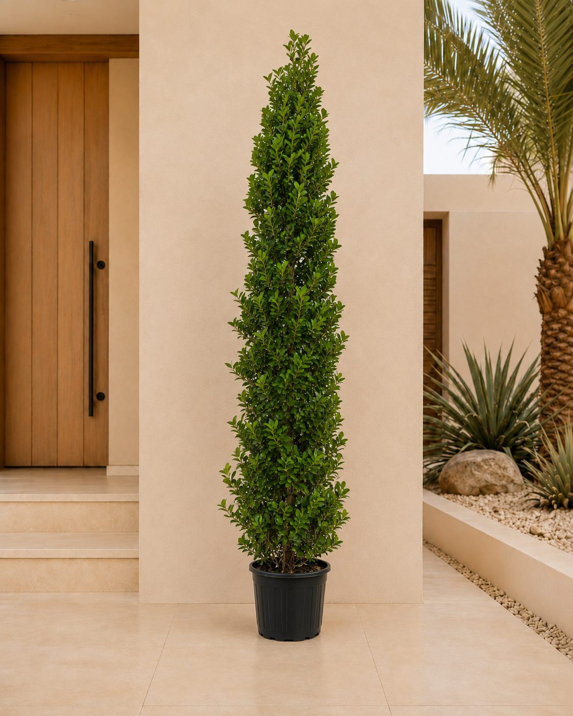 Ficus Cone