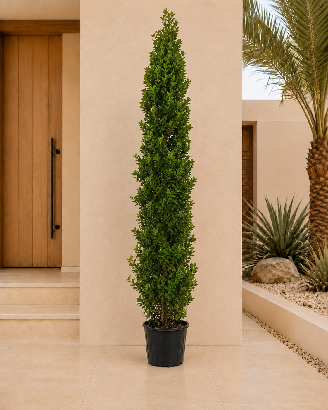 Ficus Cone
