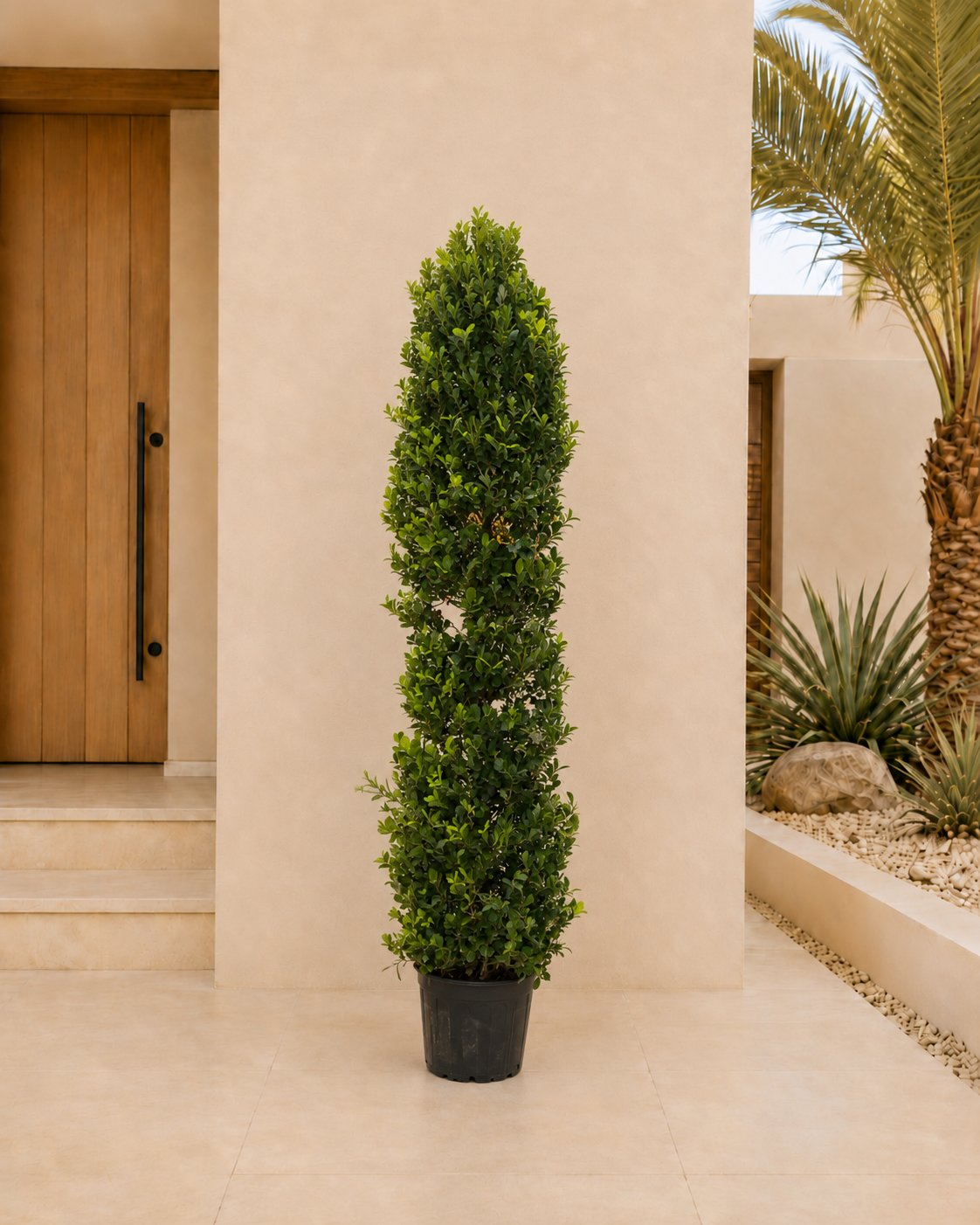 Ficus Cone
