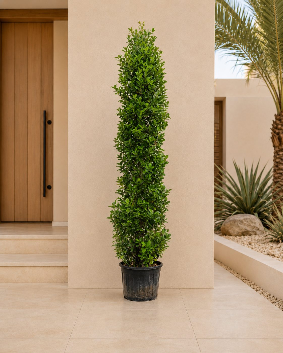 Ficus Cone