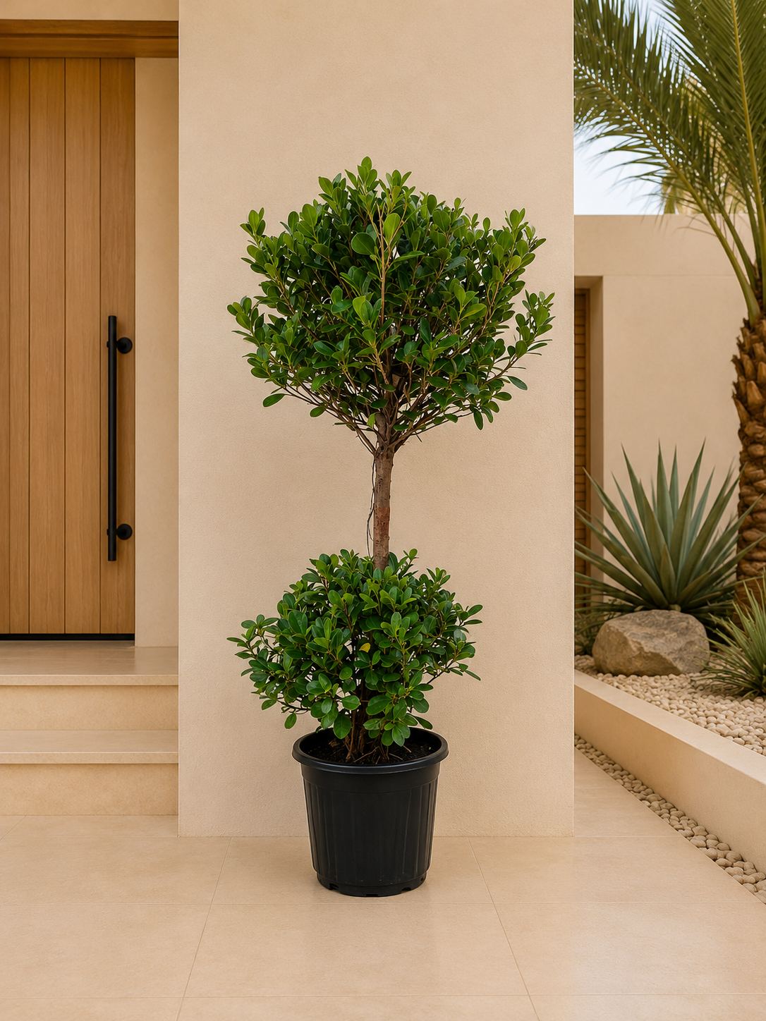Ficus Ball Head