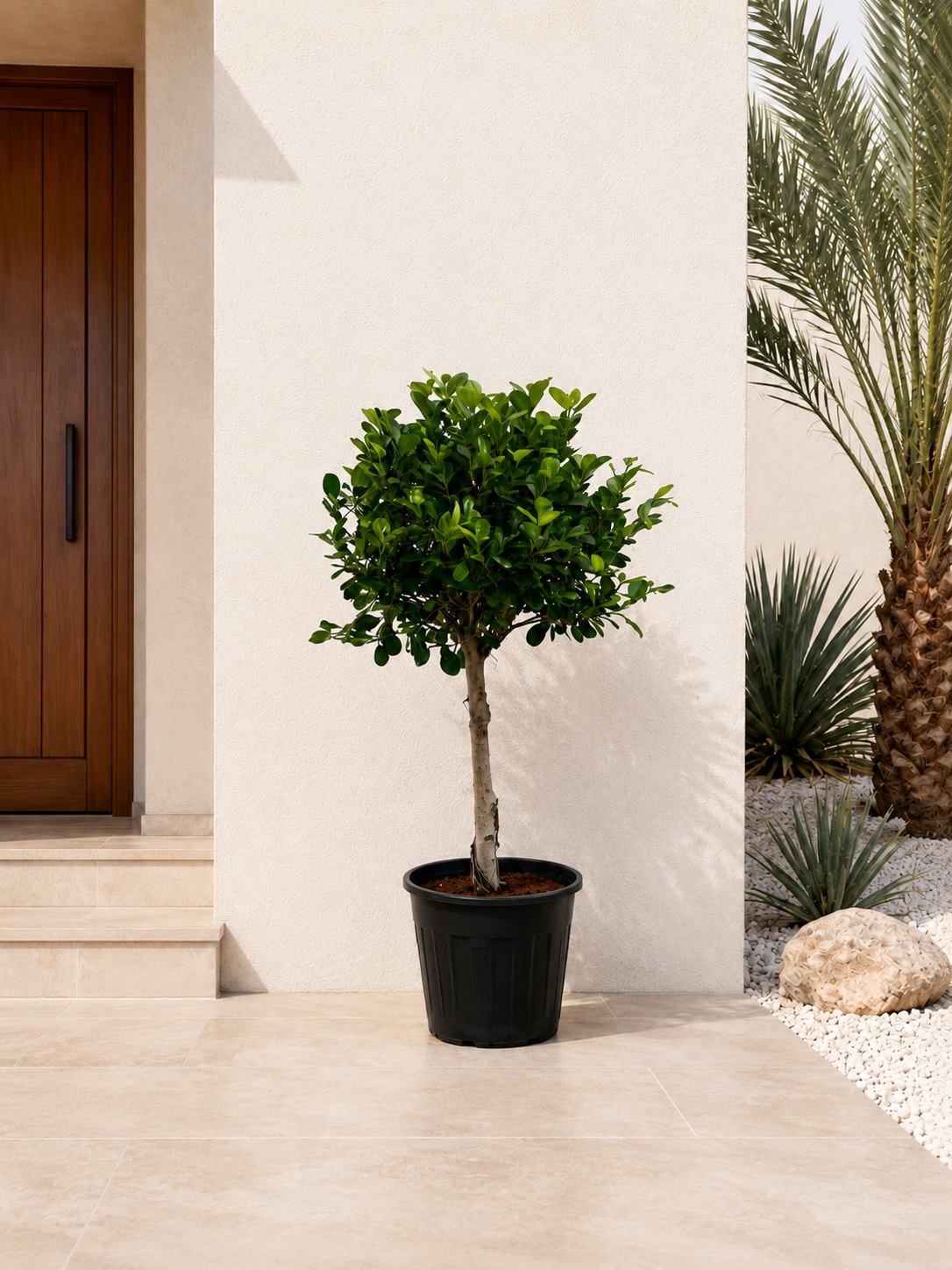 Ficus Ball Head