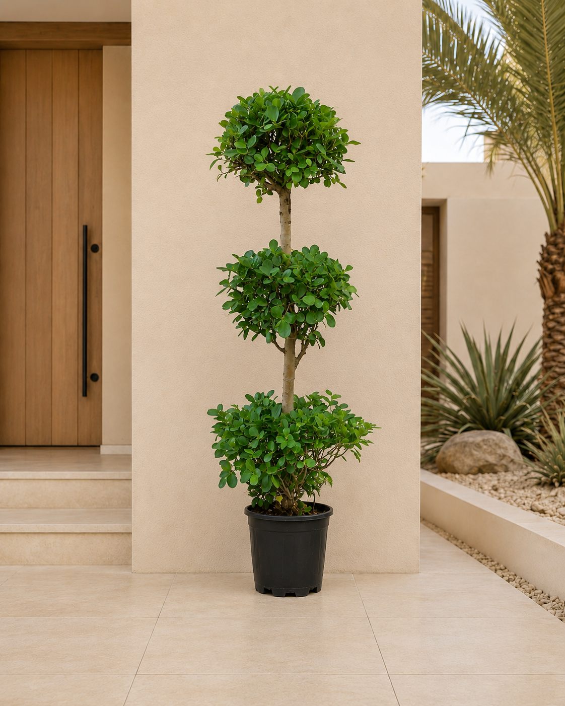 Ficus Ball Head