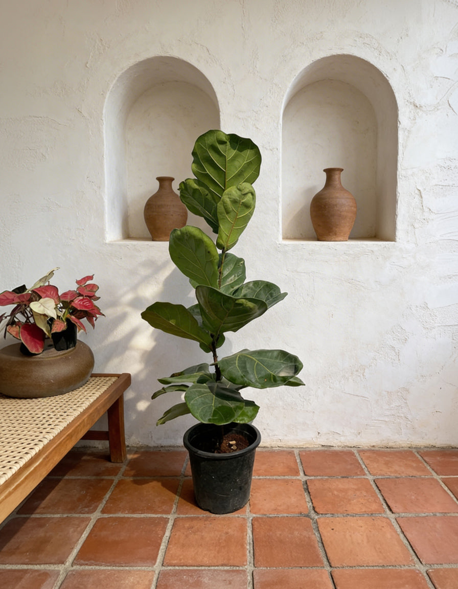 Fiddle Plant - Nursery Pot