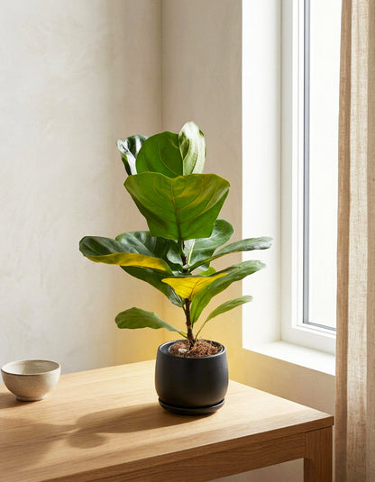 Fiddle Plant