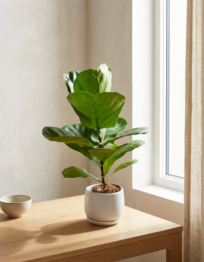 Fiddle Plant