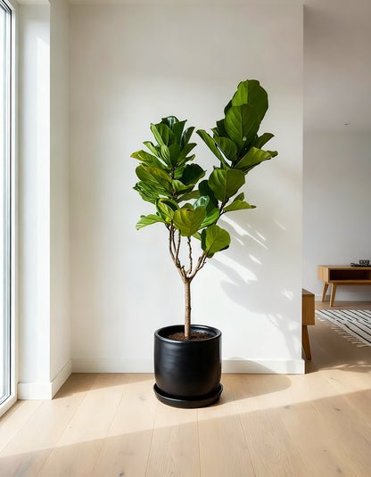 Fiddle Tree - 150-180 CM