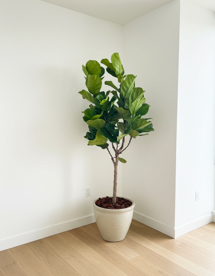 Fiddle Tree - Terracotta Pot