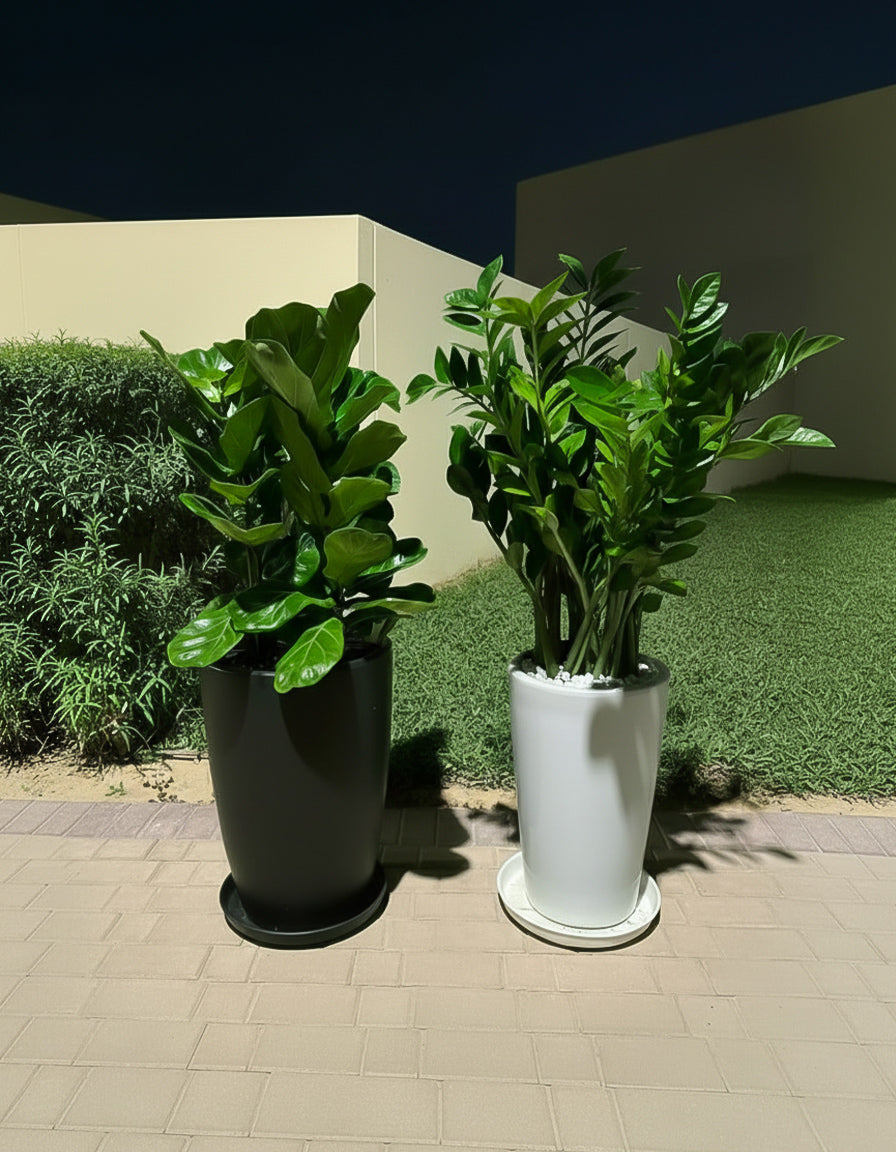 Fiddle & ZZ - Large Bundle