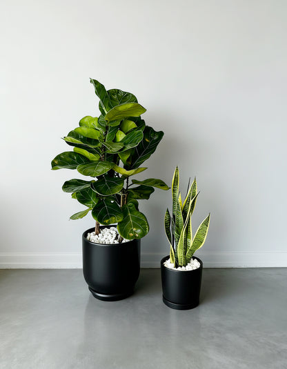 Fiddle and Snake Air Purifier Set – Beginner Friendly & Promotion