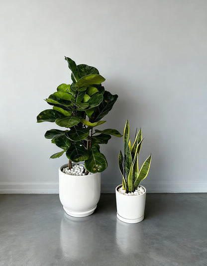 Fiddle and Snake Air Purifier Set – Beginner Friendly & Promotion