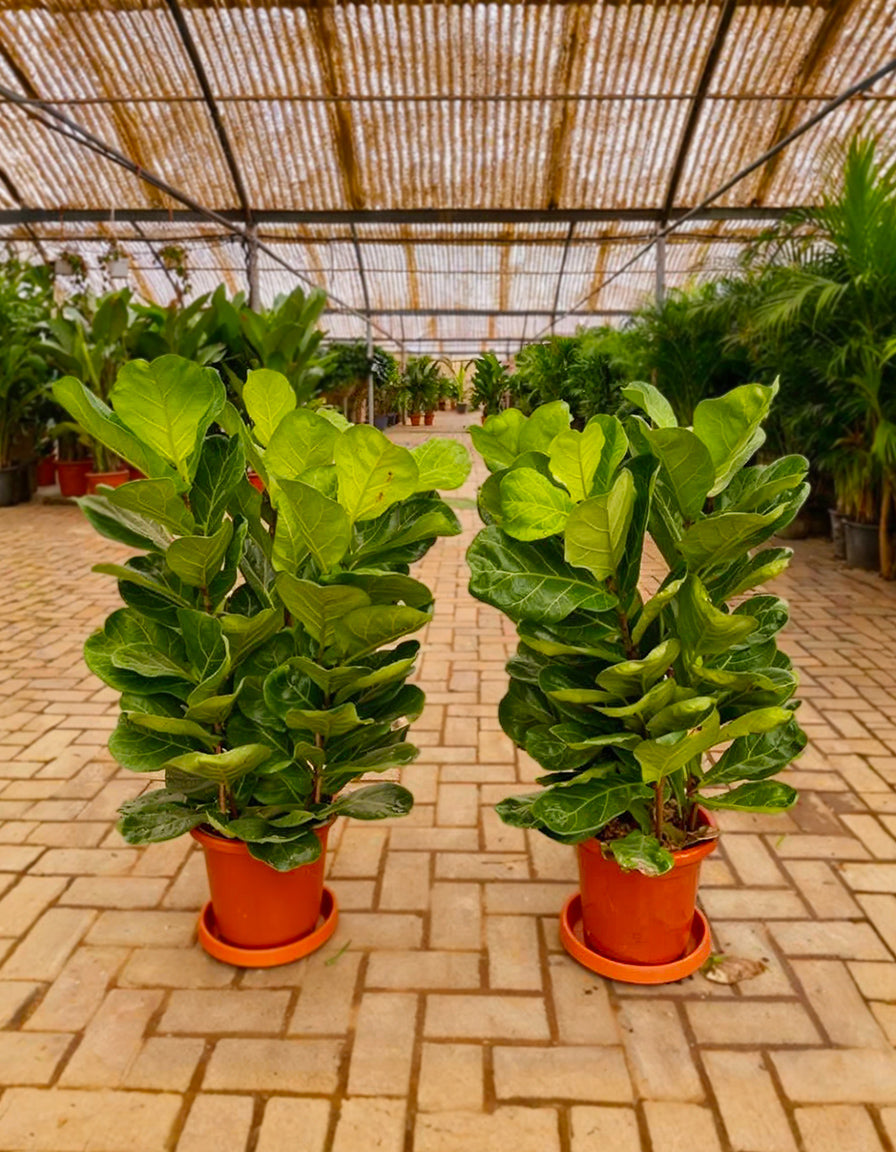 Fiddle leaf fig  Each - Promotion