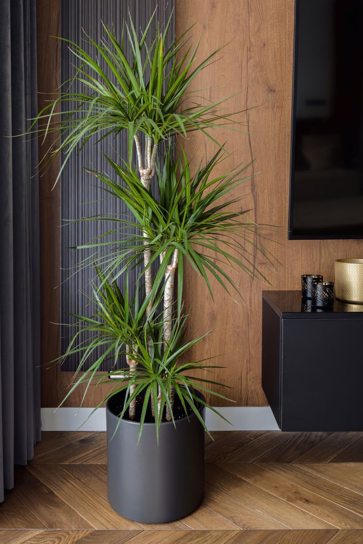 Dracena - Potted