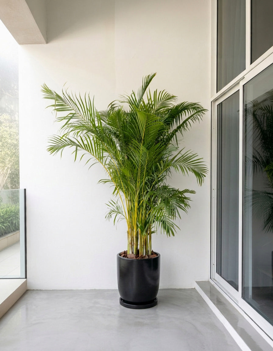 Giant Areca Palm - Fiber Pot