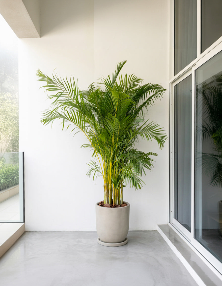 Giant Areca Palm - Fiber Pot