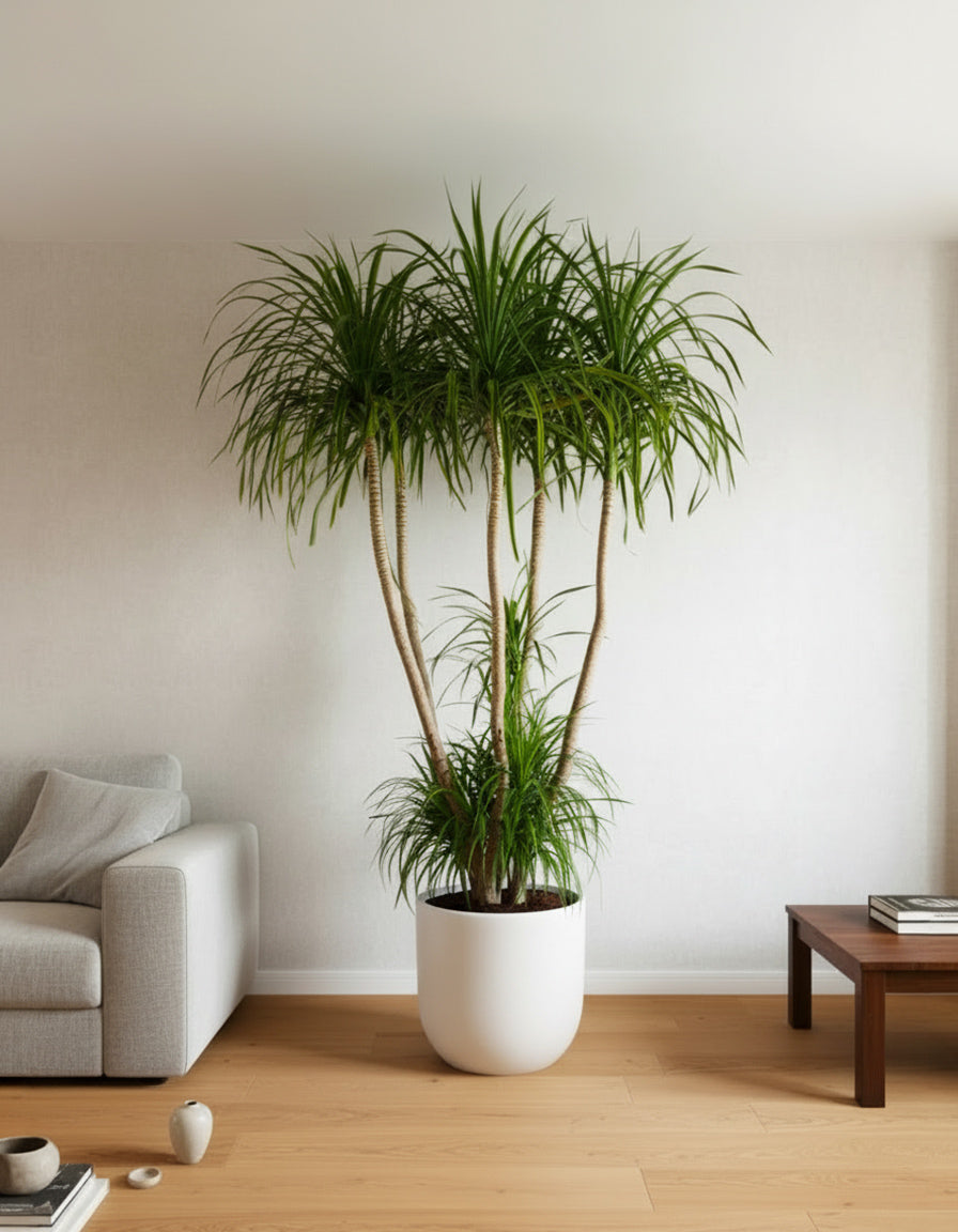 Giant Dracena - Fiber Pot
