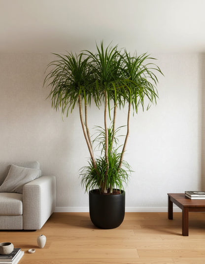 Giant Dracena - Fiber Pot