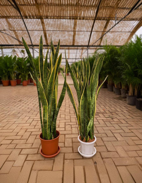 Giant Snake Plant