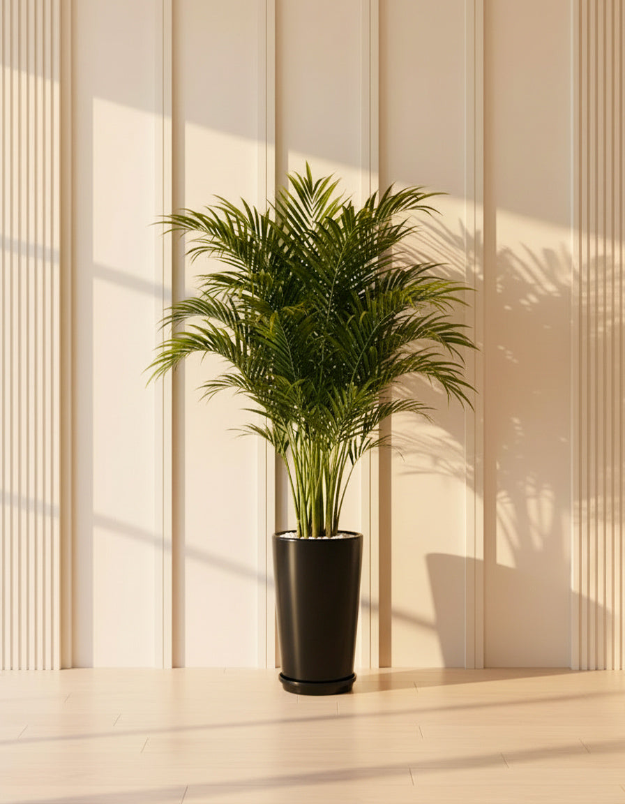 Green Areca Palm - Ceramic Pot