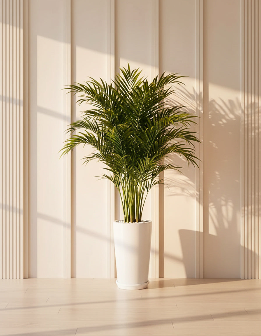 Green Areca Palm - Ceramic Pot