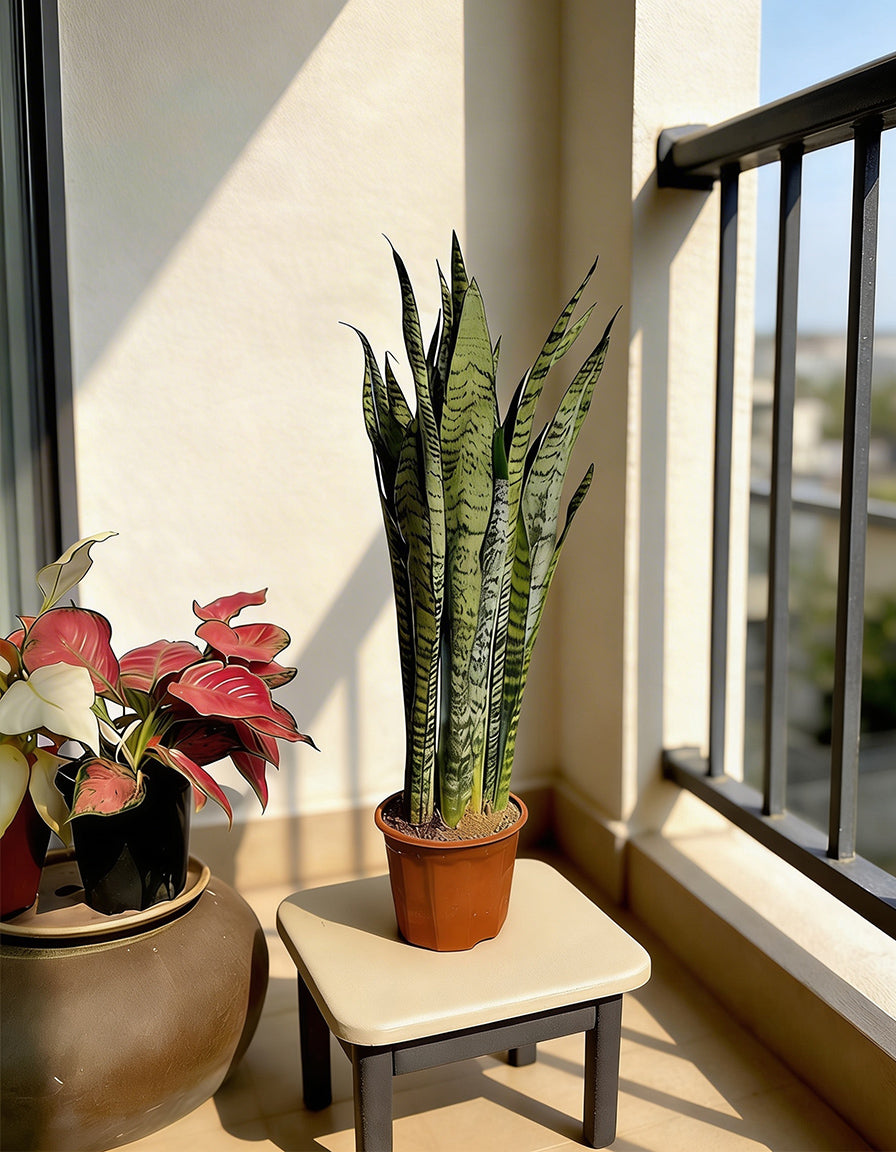 Green Snake Plant - Nursery Pot